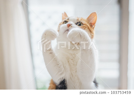 cute indoor calico cat 103753459