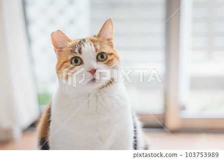 可愛的室內三色貓 103753989