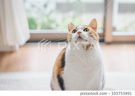 cute indoor calico cat cute indoor calico cat 103753991