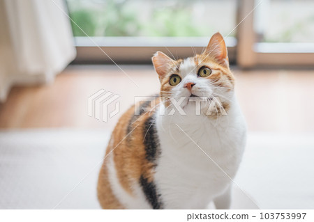 可愛的室內三色貓 103753997