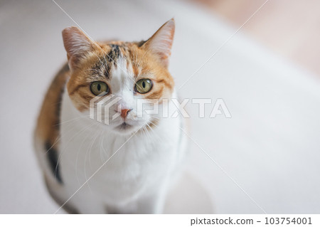 可愛的室內三色貓 103754001