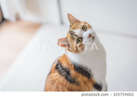 可愛的室內三色貓 可愛的室內三色貓 103754002