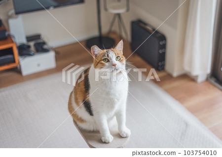 可愛的室內三色貓 可愛的室內三色貓 103754010