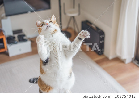 可愛的室內三色貓 可愛的室內三色貓 103754012