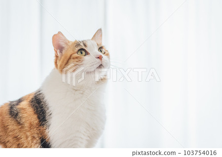 可愛的室內三色貓 可愛的室內三色貓 103754016