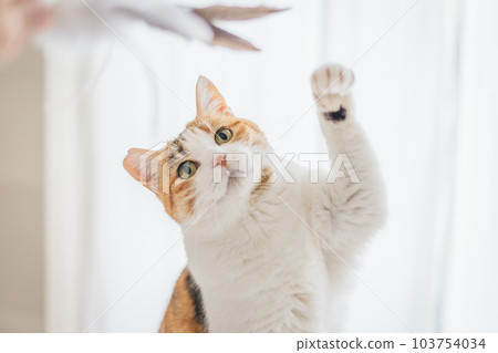 可愛的室內三色貓 可愛的室內三色貓 103754034