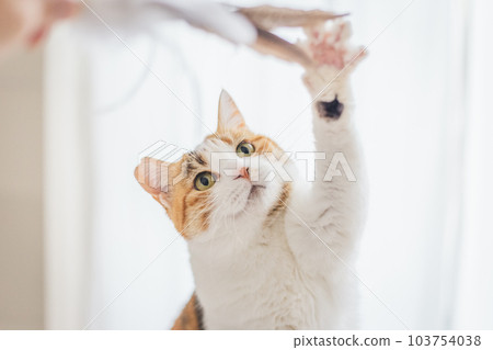 可愛的室內三色貓 103754038