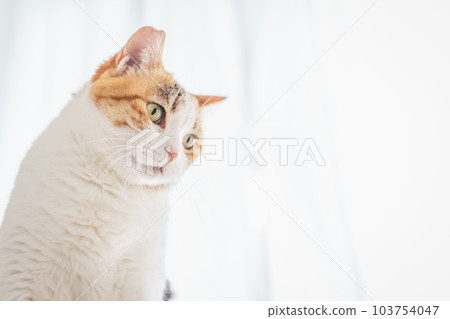 cute indoor calico cat 103754047