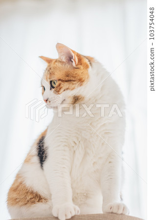 cute indoor calico cat cute indoor calico cat 103754048