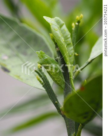 在橘子樹中發現的燕尾蛹 在橘子樹中發現的燕尾蛹 103754221