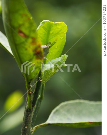 在橘子樹中發現的燕尾蛹 103754222