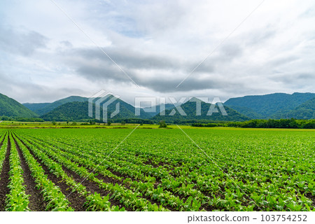 甜菜田北海道北海道弟子屈 103754252