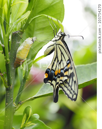剛出苗後的燕尾蝶和蛹殼 剛出苗後的燕尾蝶和蛹殼 103754270