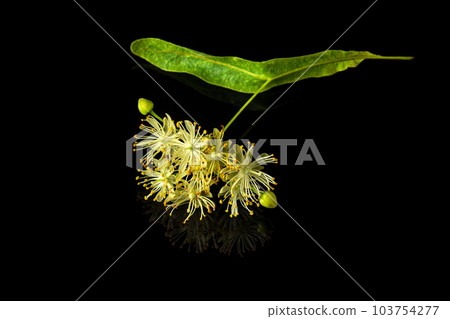 Lonely tilia or linden flower on isolated black background. Medicinal plants usually make tea for colds 103754277