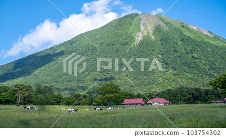 在大山吃草的奶牛（大山牧場牛奶村附近） 103754302