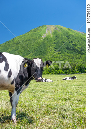 Cows grazing in Daisen (near Daisen Makiba Milk Village) 103754310