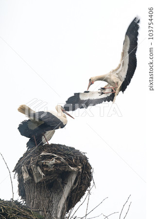 Birds fight for a nest, storks fight for a free nest on a tree. Birds fight for a nest, storks fight for a free nest on a tree. 103754406
