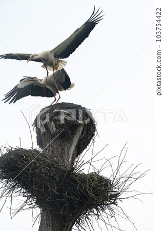 Two storks fight for dominance and residence in the nest Two storks fight for dominance and residence in the nest 103754422