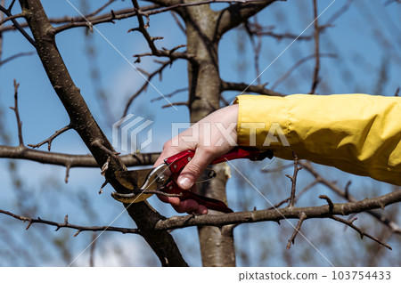 A woman in the garden cuts branches on a tree with scissors. A woman in the garden cuts branches on a tree with scissors. 103754433