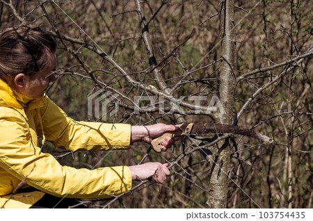 A woman cuts extra and thin branches on an apple tree with a hand saw A woman cuts extra and thin branches on an apple tree with a hand saw 103754435