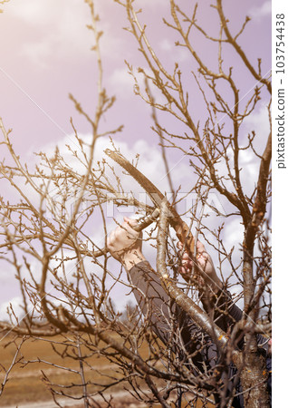 A man prunes a neglected plum tree, removes old and unnecessary branches, tree pruning work. A man prunes a neglected plum tree, removes old and unnecessary branches, tree pruning work. 103754438