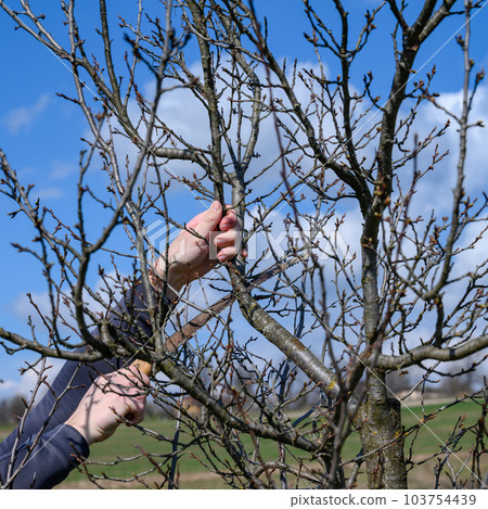 Pruning a tree with a hand saw, a gardener works in a garden with fruit trees. Pruning a tree with a hand saw, a gardener works in a garden with fruit trees. 103754439