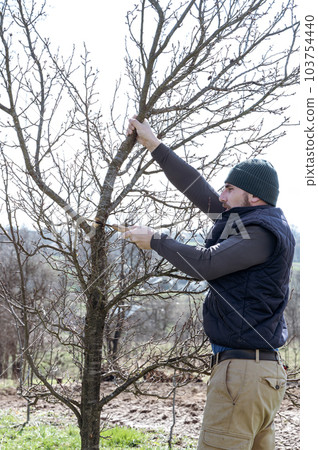a gardener cuts branches on a plum with a hand saw, landscaping work in the garden. 103754440