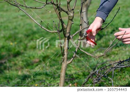 Spring formative pruning of the tree and formation of the tree crown. 103754443