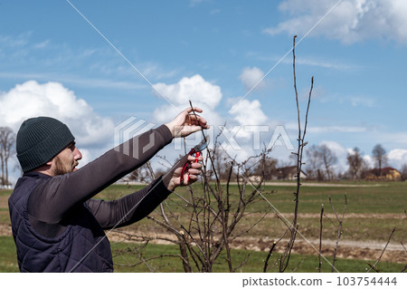 gardener cuts young branches on a tree with garden shears gardener cuts young branches on a tree with garden shears 103754444