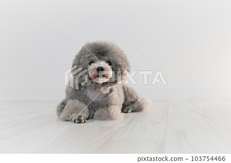 銀色的玩具貴賓犬 銀色的玩具貴賓犬 103754466
