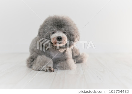 Silver's toy poodle 103754483