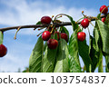 Ripe red cherries with green leaves grow on a branch against a blue sky 103754837