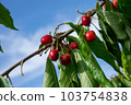 Ripe red cherries with green leaves grow on a branch against a blue sky 103754838