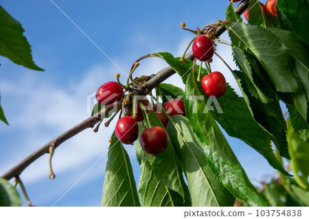 Ripe red cherries with green leaves grow on a branch against a blue sky 103754838