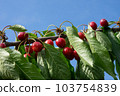 Ripe red cherries with green leaves grow on a branch against a blue sky 103754839