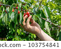 Hand picking fresh delicious red cherry, close-up 103754841