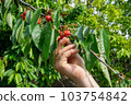 Hand picking fresh delicious red cherry, close-up 103754842
