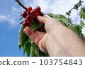 Hand picking fresh delicious red cherry against a blue sky 103754843