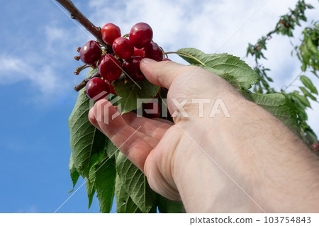 Hand picking fresh delicious red cherry against a blue sky 103754843