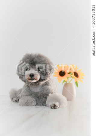 向日葵和銀色玩具貴賓犬 103755012