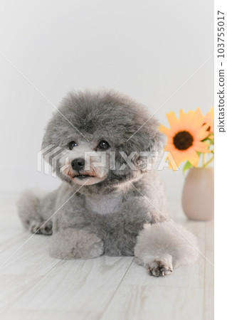 向日葵和銀色玩具貴賓犬 向日葵和銀色玩具貴賓犬 103755017