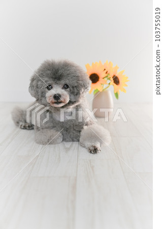 向日葵和銀色玩具貴賓犬 向日葵和銀色玩具貴賓犬 103755019