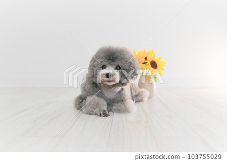 向日葵和銀色玩具貴賓犬 103755029