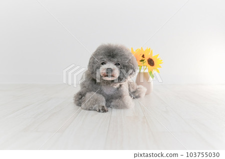 向日葵和銀色玩具貴賓犬 向日葵和銀色玩具貴賓犬 103755030