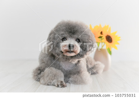 向日葵和銀色玩具貴賓犬 向日葵和銀色玩具貴賓犬 103755031