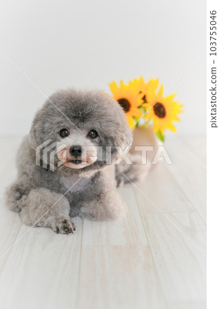 向日葵和銀色玩具貴賓犬 向日葵和銀色玩具貴賓犬 103755046