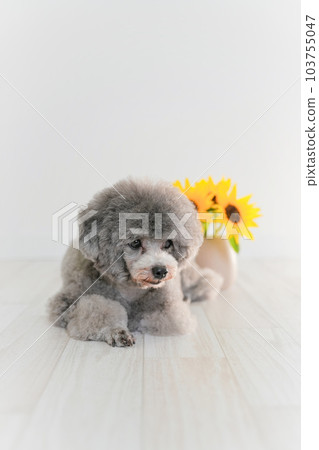 向日葵和銀色玩具貴賓犬 向日葵和銀色玩具貴賓犬 103755047