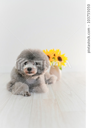 向日葵和銀色玩具貴賓犬 103755050