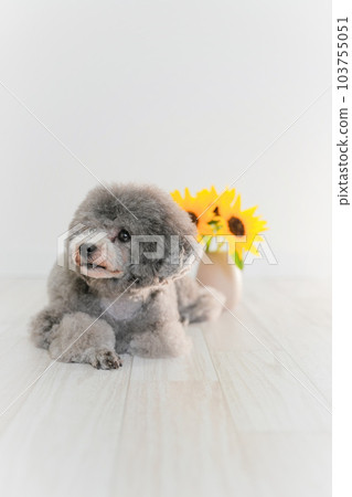 向日葵和銀色玩具貴賓犬 向日葵和銀色玩具貴賓犬 103755051
