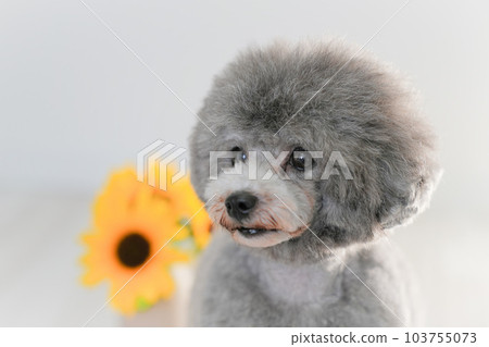 sunflower and silver toy poodle sunflower and silver toy poodle 103755073